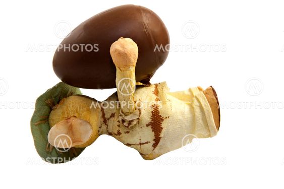 chokolade æg