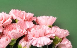 Bouquet of pink carnations flower on green background.