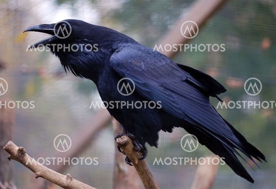 Common Raven (Corvus corax)