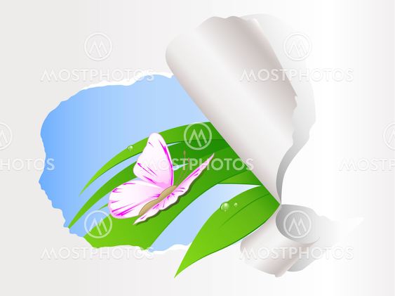 butterfly sitting on green grass