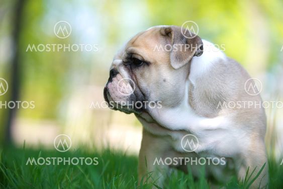 Cute english bulldog puppy outdoors