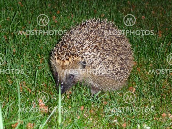 Hedgehog