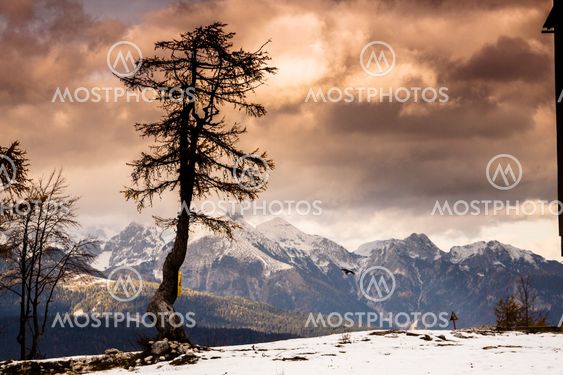 Single tree and Julian Alps