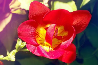 Springtime flower freesia. Tined toned coloration image