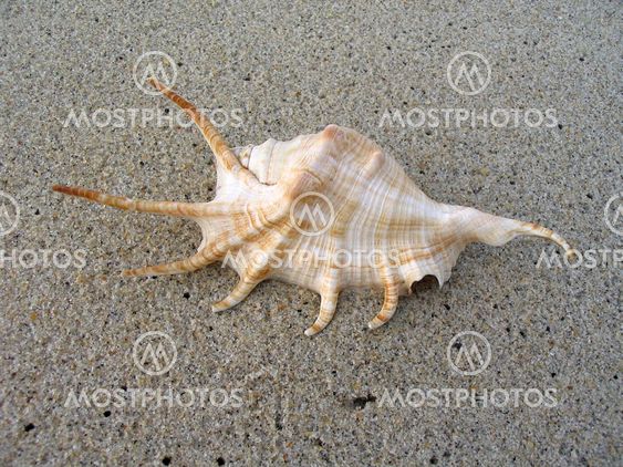 Large shell on the beach