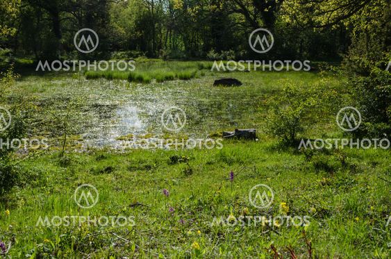 Fresh green nature