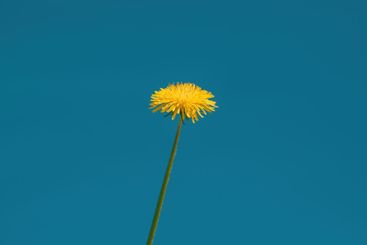 Yellow dandelion flower in meadow placed against clear...