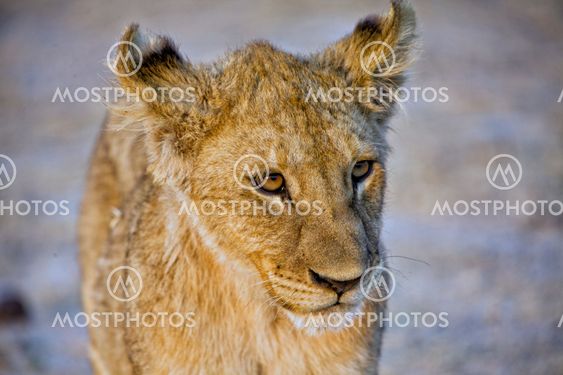 lion cub (panthera leo) at etosha national park namibia