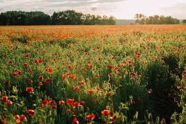 Large field with beautiful red poppies. Summer landscape...