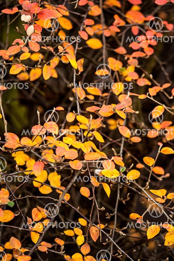 Yellow autumn leaves