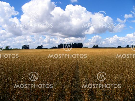 soy field