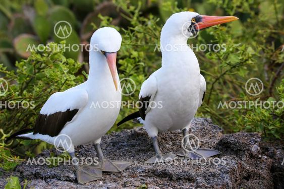 Nazca Boobies on the nest, Genovesa Island, Galapagos...