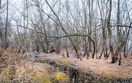 Poplar trees in the winter period of the year.