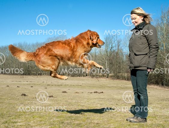 Hunddressyr