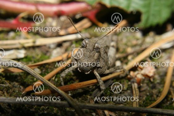 Blue-winged Grasshopper (Oedipoda caerulescens)