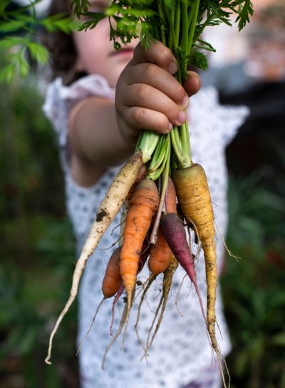 Carrots from small organic farm. Kid farmer hold multi...