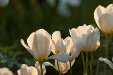 Spring, flowers and growth in nature, sprout and season...