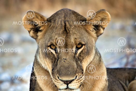 close-up face of a lioness in etosha national park africa