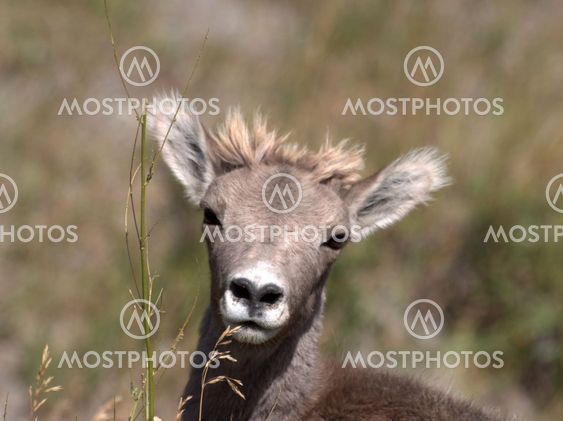 Ljusa unga vilda lamm (Ovis canadensis canadensis)