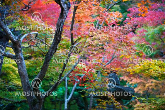 Lush foliage of Japanese maple tree during autumn in a garden in Kyoto, Japan