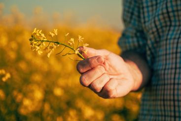 Closeup of male farmer hand examining canola crops in bloom