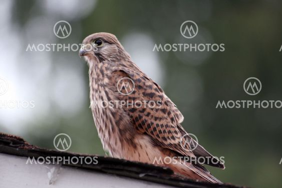 Young falcon
