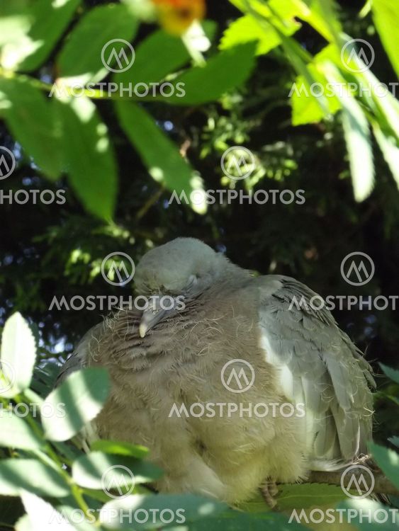 sleepy pigeon