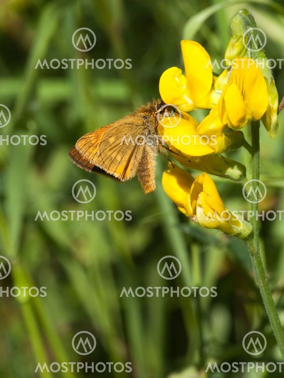 small skipper butterfly