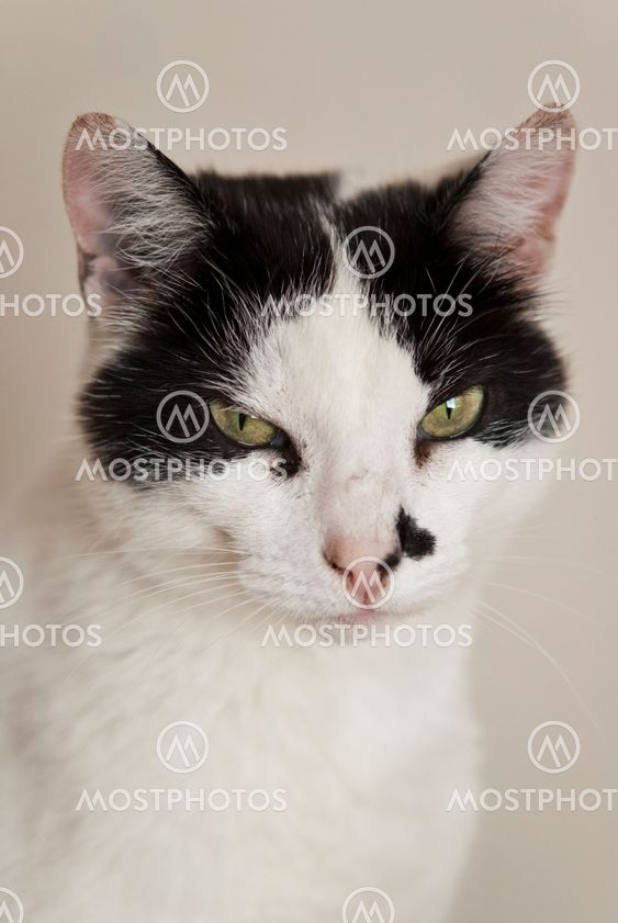 Elderly Female Cat