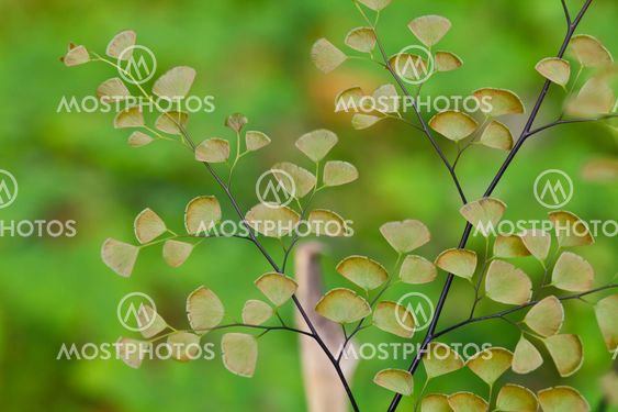 Fern plants cover the ground of natural forest