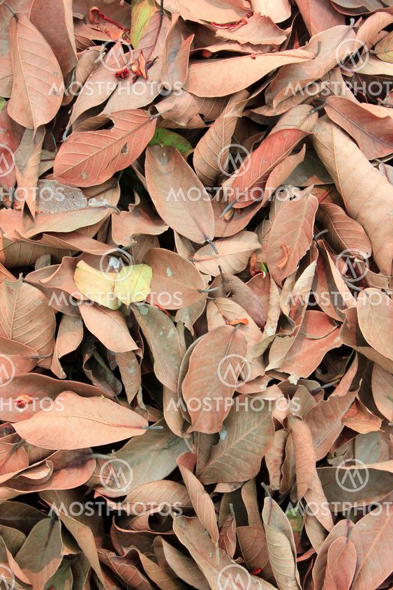 The leaves