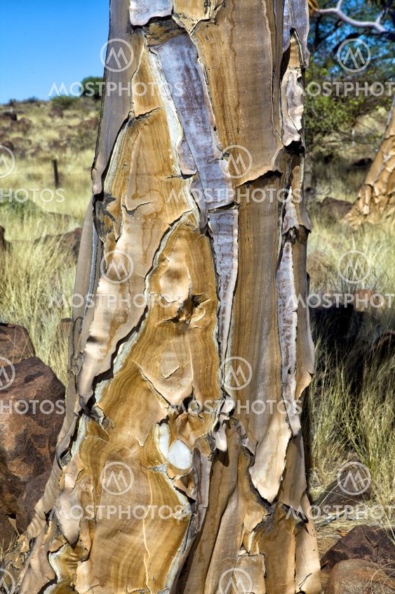 bark of a quiver tree at the quiver tree forest namibia
