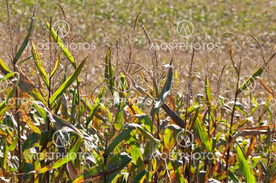 Corn field in the sun