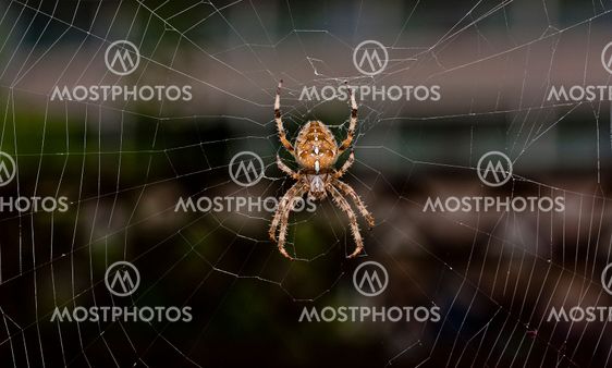 Spider