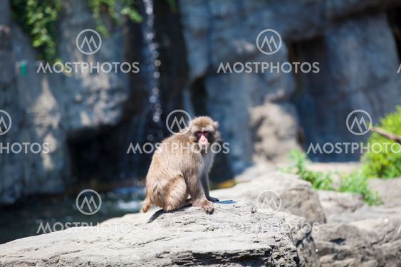 Snow monkey
