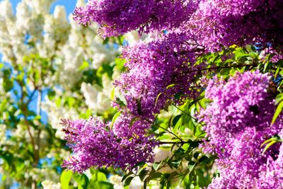 Blooming Lilac in spring