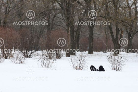 park at winter