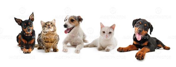 group of puppies and cats