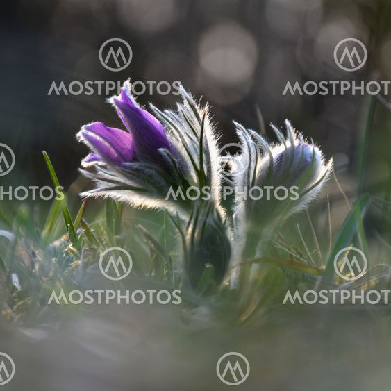 Beautiful backlit Pasque Flower