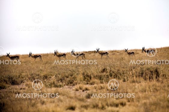 springboks in etosha national park namibia