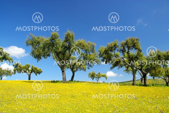 Wiese mit Korkeichen - meadow and cork oaks 10