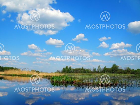 spring lake - blue sky and yellow reed