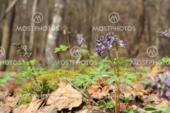 flowerses and green moss in spring wood