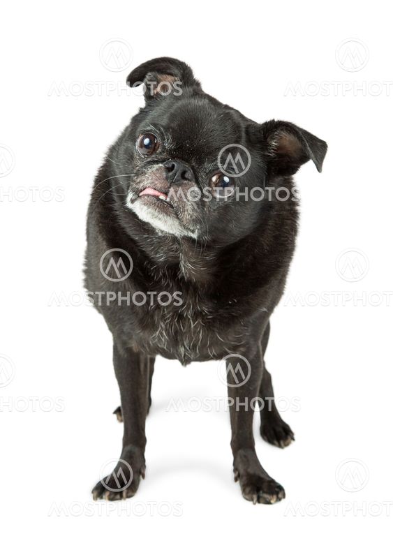 Black Pug Dog With Tongue O By Susan Schmitz Mostphotos