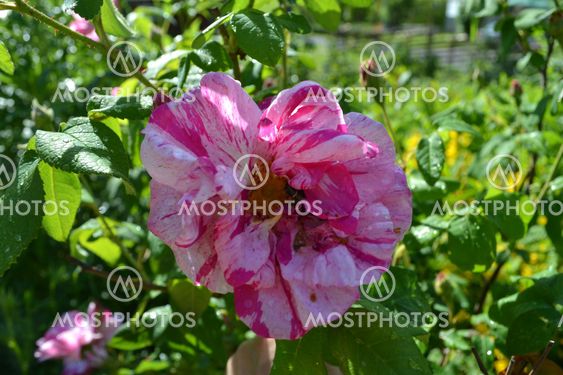 Polka Rose