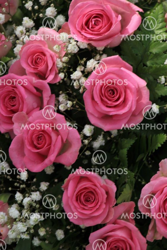 Big pink roses