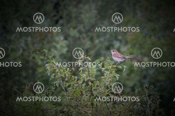 Red-Backed Shrike