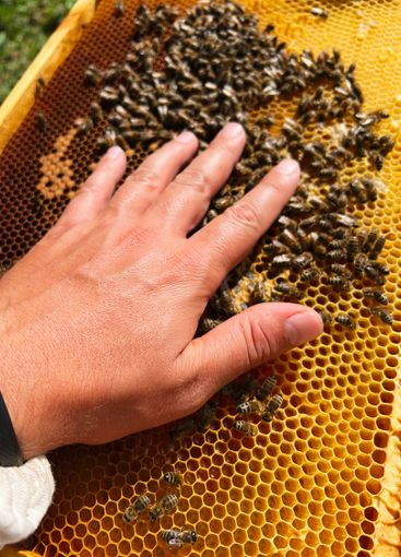 Hand touching honeycomb with bees in a vibrant apiary...