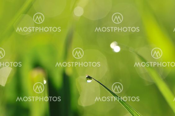 Morning grass