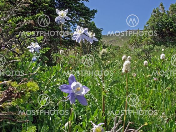 Columbine garden